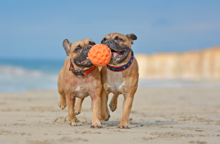 Pets playing on beach