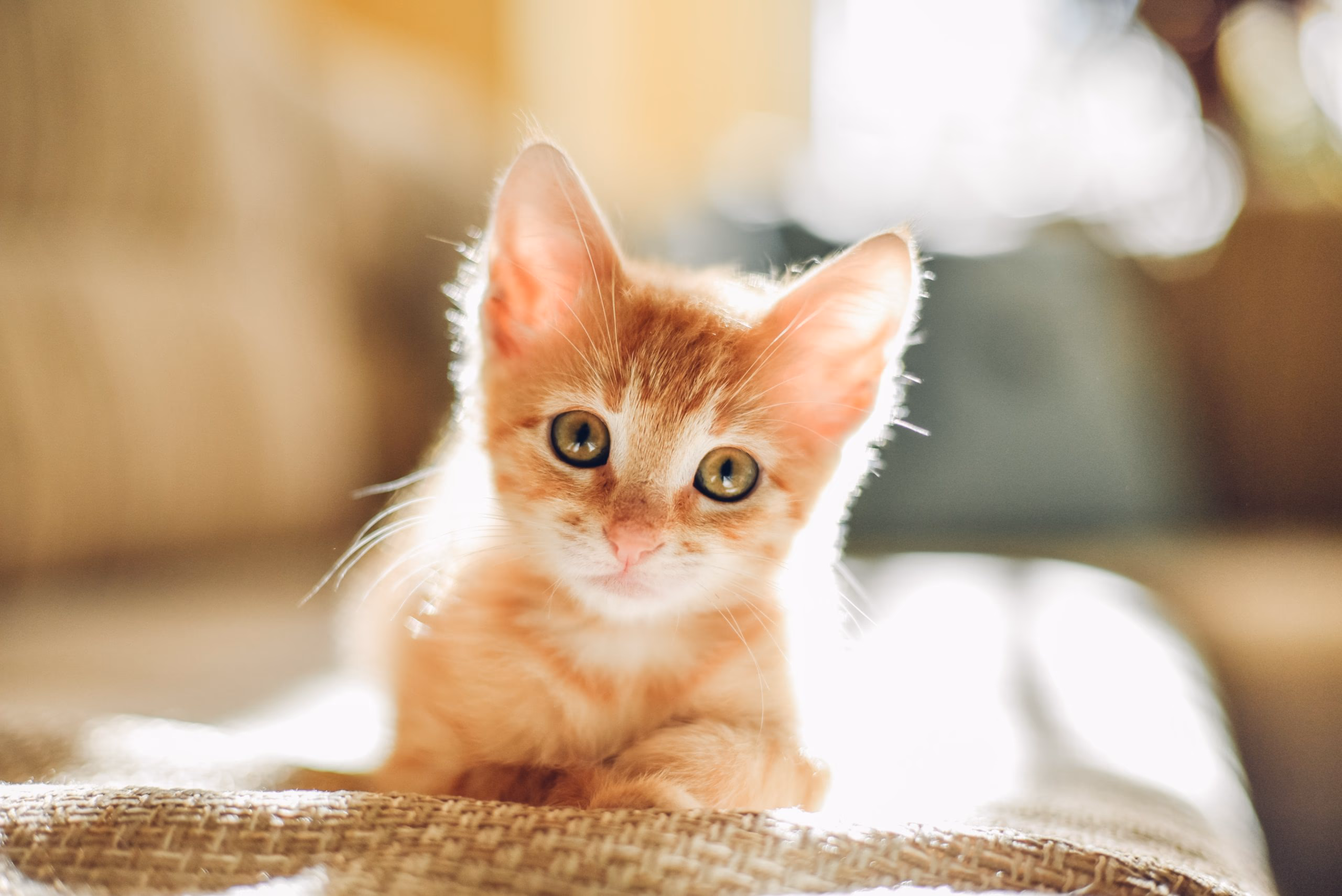 orange tabby kitten