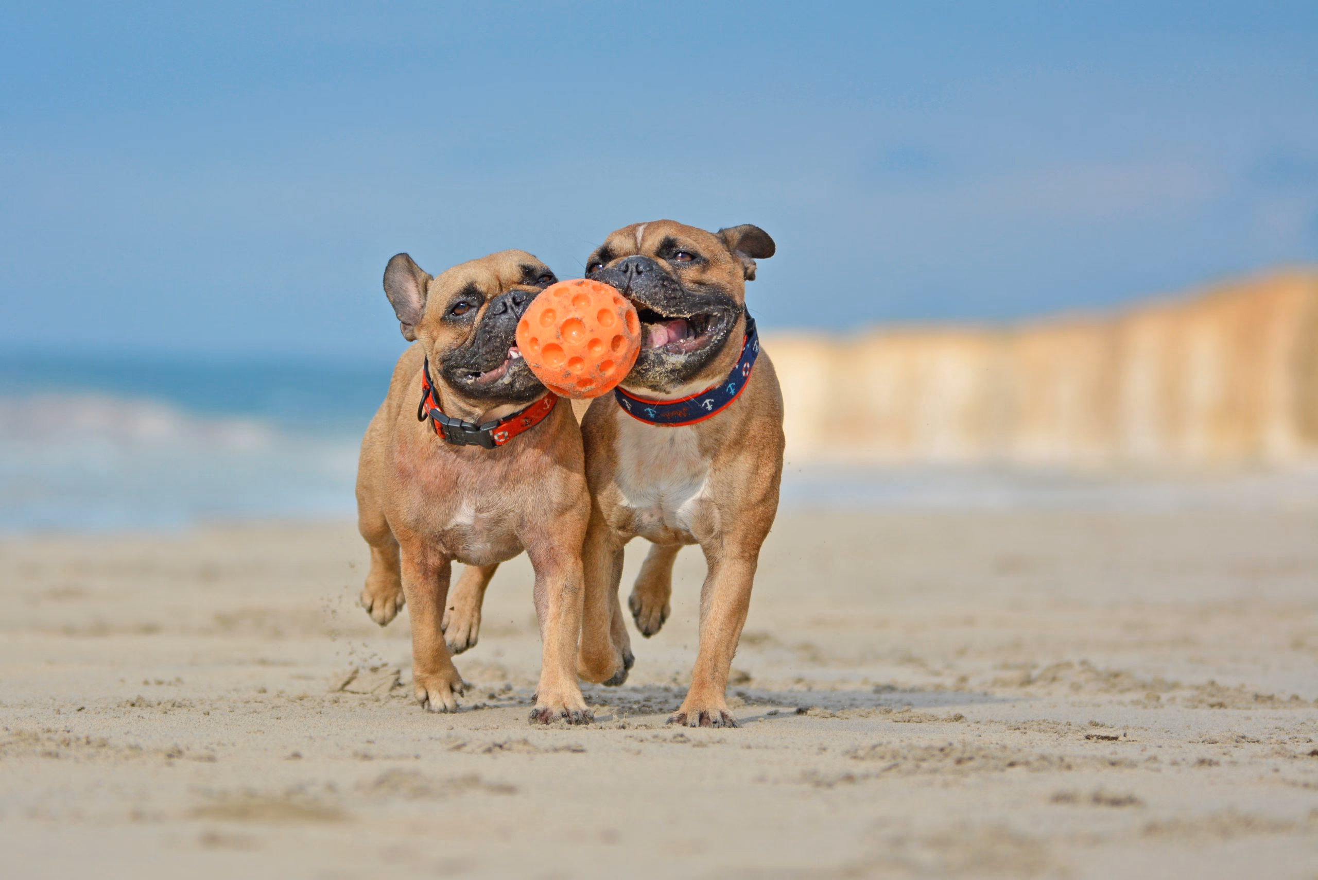 two dogs playing on the beach