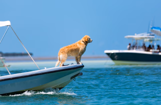 dog enjoying a ride on a boat