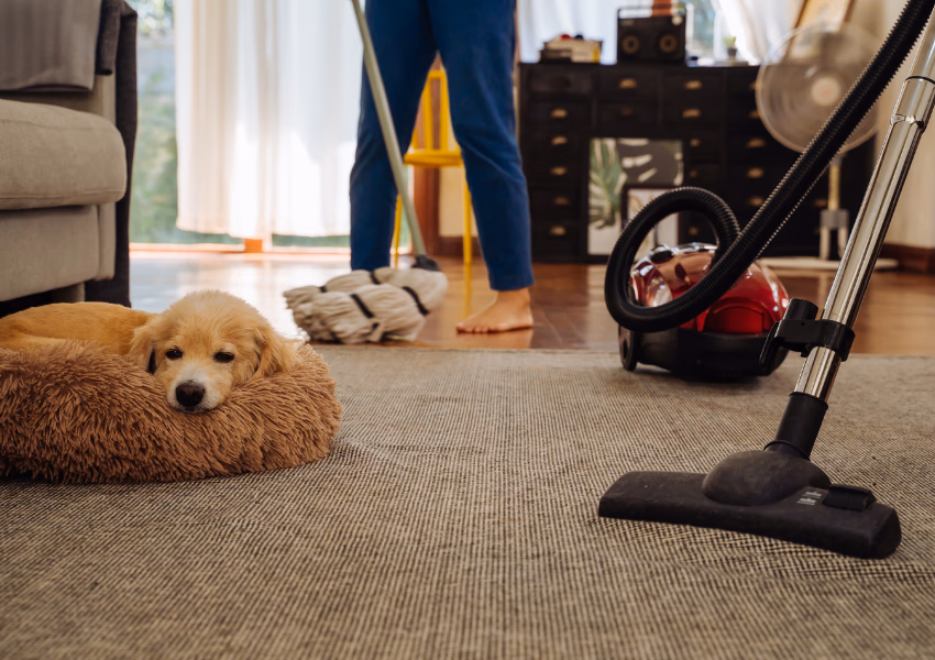 an image of someone cleaning while a dog is laying in a bed on the floor