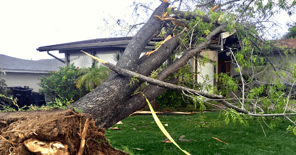 uprooted tree in front of house