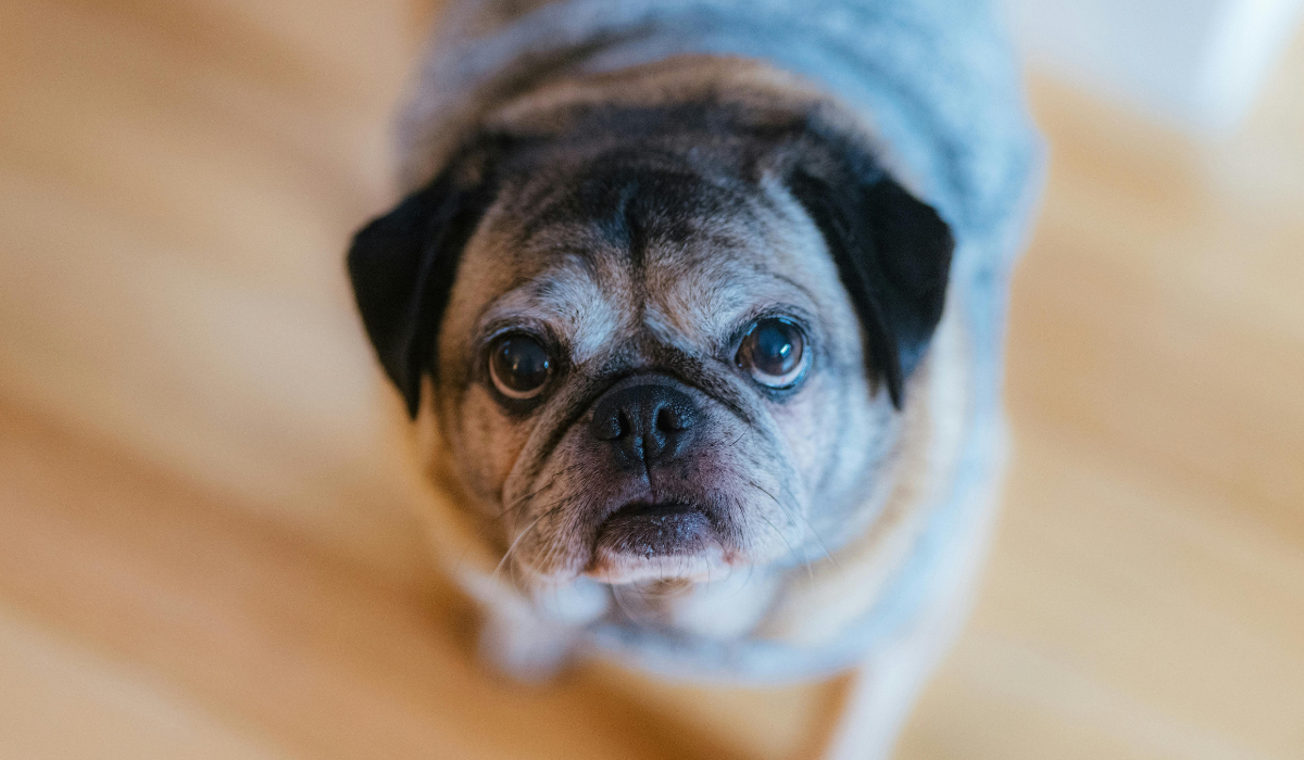 Keep pets calm around guests