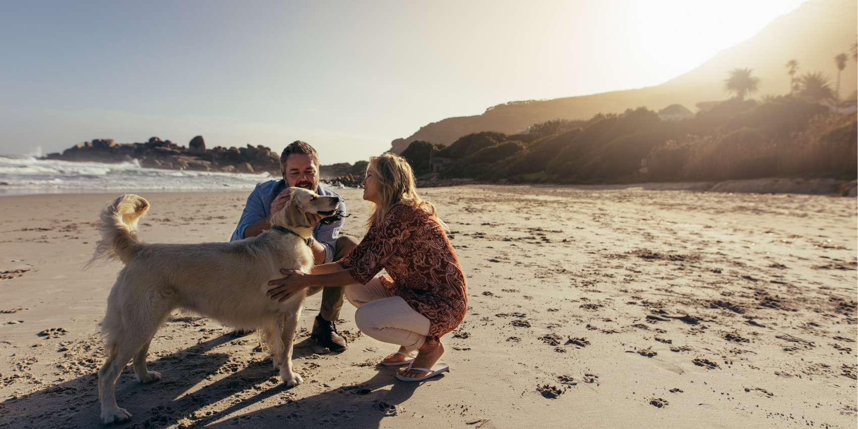 dog on beach