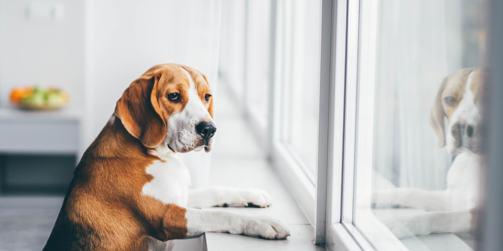 Dog with sad face looking out the window
